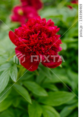 Single Red Charm Peony Flower in Bright Morning Light Single Red Charm Peony Flower in Bright Morning Light 138396469