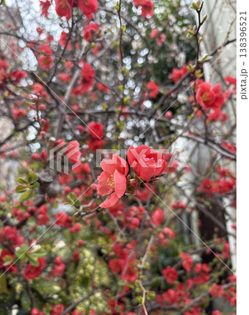 梅の花02 138396521