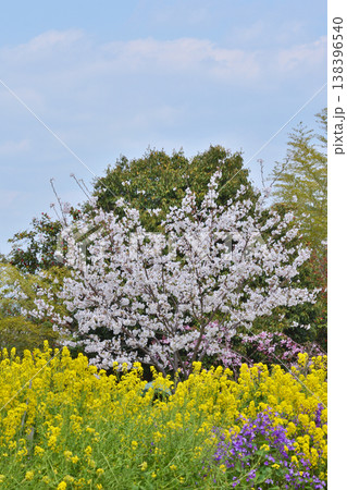 岩清水八幡宮の桜 138396540