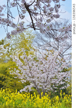 岩清水八幡宮の桜 岩清水八幡宮の桜 138396543