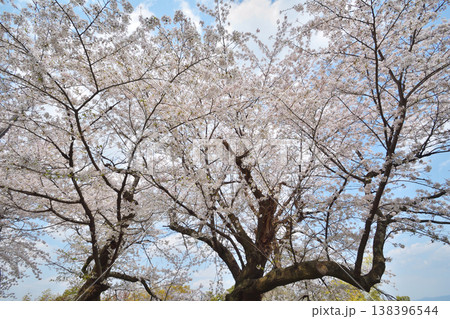 岩清水八幡宮の桜 138396544