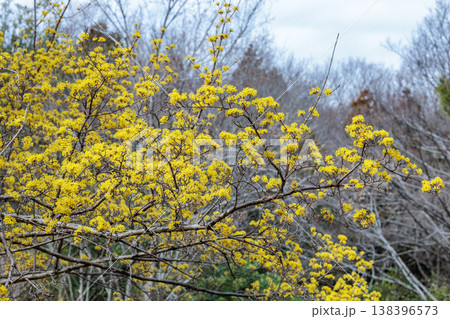 早春に咲く黄色いサンシュユの花 早春に咲く黄色いサンシュユの花 138396573