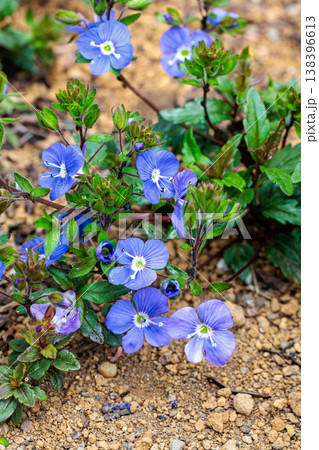春の訪れと共に咲くベロニカ・オックスフォードブルーの花 春の訪れと共に咲くベロニカ・オックスフォードブルーの花 138396613