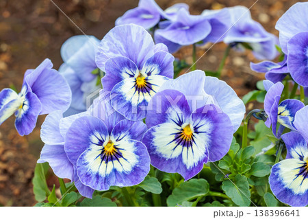 春のカーデンに咲くブルーの美しいビオラの花 春のカーデンに咲くブルーの美しいビオラの花 138396641