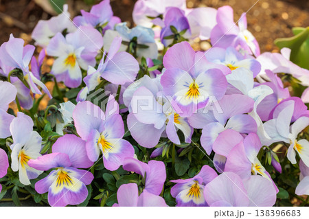 春のカーデンに咲くピンク色の美しいビオラの花 138396683