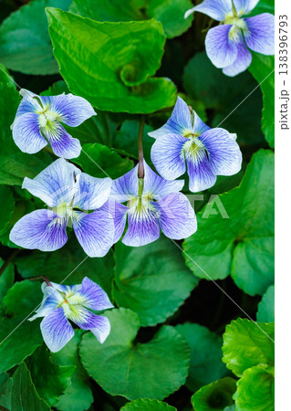 春のガーデンで咲く美しいアメリカスミレサイシンの花のクローズアップ 138396793