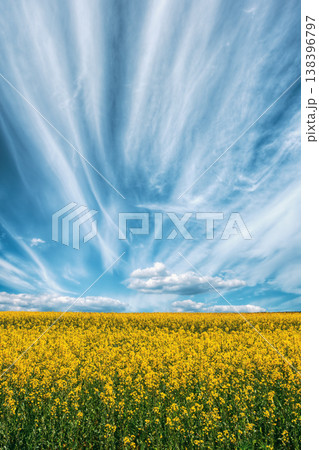 Green Field Blue Sky. Early Summer, Flowering Rapeseed. Oilseed Rape, Canola, Biodiesel Crop. 138396797