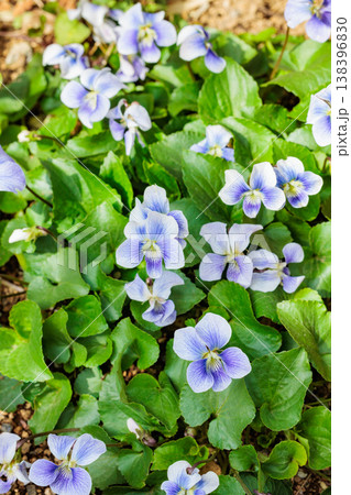 春のガーデンで咲く美しいアメリカスミレサイシンの花 春のガーデンで咲く美しいアメリカスミレサイシンの花 138396830