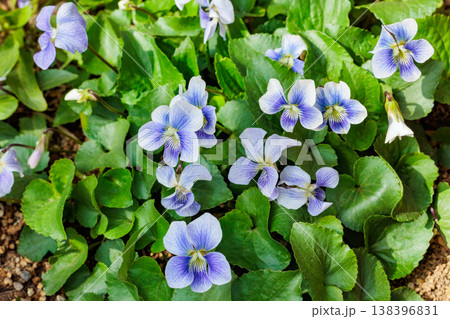 春のガーデンで咲く美しいアメリカスミレサイシンの花 春のガーデンで咲く美しいアメリカスミレサイシンの花 138396831