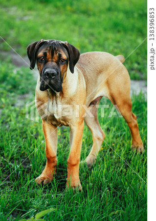 Cane Corso Whelp Puppy Standing On Green Grass Cane Corso Whelp Puppy Standing On Green Grass 138396853