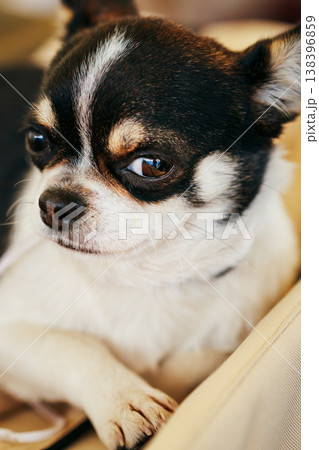 Chihuahua Dog Close Up Portrait Chihuahua Dog Close Up Portrait 138396859