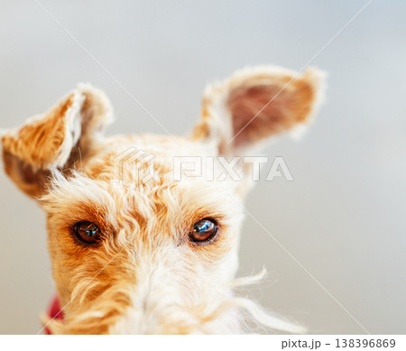 Wire Fox Terrier 138396869