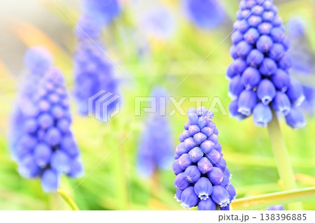 紫のムスカリの花 紫のムスカリの花 138396885