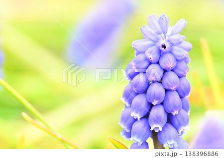 紫のムスカリの花 紫のムスカリの花 138396886