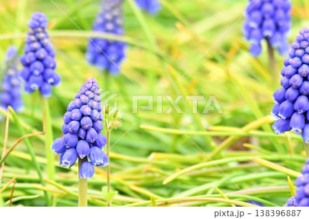 紫のムスカリの花 138396887