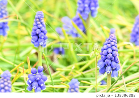 紫のムスカリの花 紫のムスカリの花 138396888