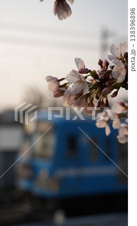 桜 138396896