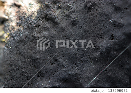 艶消し黒色のカビのようなチャワンタケ亜門が着生するの樹皮（自然環境下菌・キノコ類マクロ撮影） 138396981