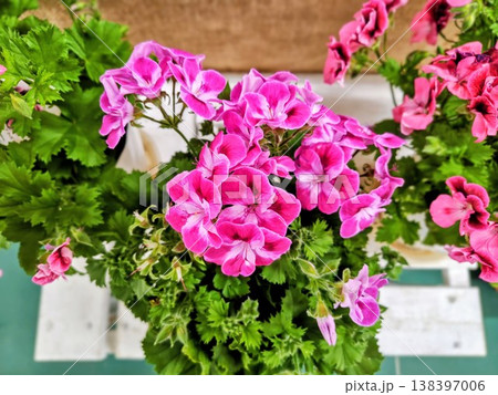 庭で鮮やかに咲くピンク色の花 138397006