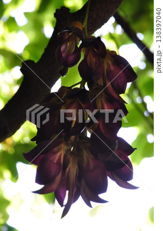 深紫の花房と春の光 深紫の花房と春の光 138397040