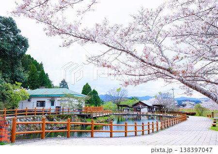 鹿児島県 湧水町 丸池湧水の桜 満開のソメイヨシノ 138397047