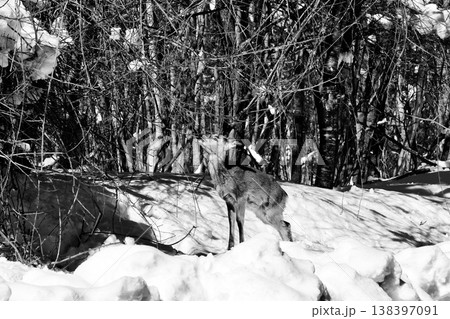 「支笏洞爺国立公園」の国道近くに現れ木の枝を食べる野生の鹿「白黒」 138397091