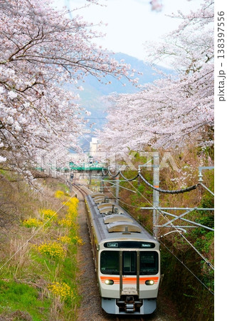 山北の桜並木と新型315系 138397556