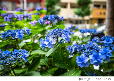 東京の歩道に咲く鮮やかな青いガクアジサイの花、初夏の日本の都市の風景 東京の歩道に咲く鮮やかな青いガクアジサイの花、初夏の日本の都市の風景 138397659