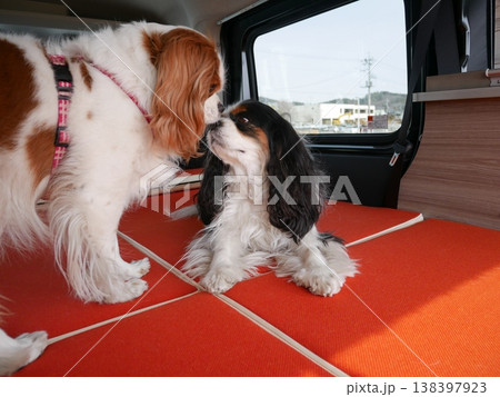 車内で見つめ合うキャバリア犬2匹(仲良し・ペットの絆) 車内で見つめ合うキャバリア犬2匹(仲良し・ペットの絆) 138397923
