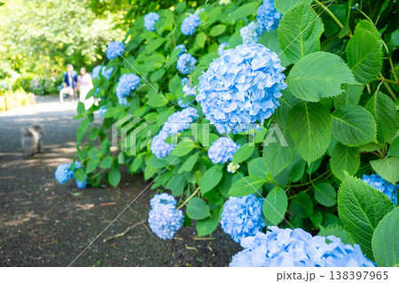 梅雨の晴れ間に咲く水色の紫陽花の花、公園の遊歩道 梅雨の晴れ間に咲く水色の紫陽花の花、公園の遊歩道 138397965