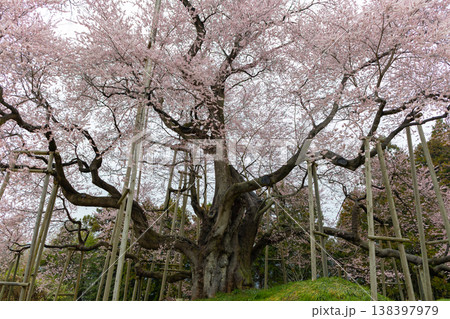 悠久の時をまとうエドヒガン桜 戸津辺の桜 悠久の時をまとうエドヒガン桜 戸津辺の桜 138397979