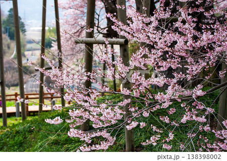 春の訪れを告げる戸津辺の桜 春の訪れを告げる戸津辺の桜 138398002