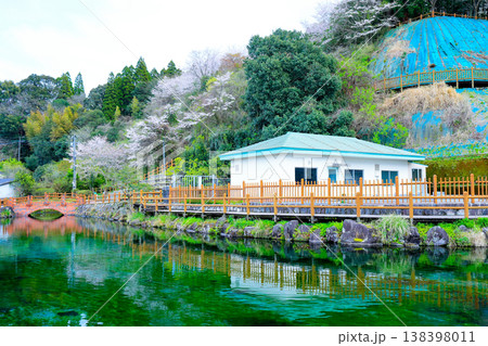 丸池湧水(日本名水百選)の水辺に広がる春の景色 潤いある季節のロケーション 丸池湧水(日本名水百選)の水辺に広がる春の景色 潤いある季節のロケーション 138398011