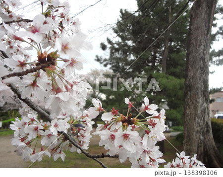 桜　ソメイヨシノ 138398106