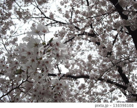 桜　ソメイヨシノ 138398108