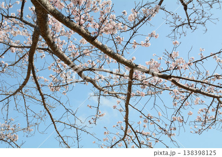 青空に映える桜 138398125