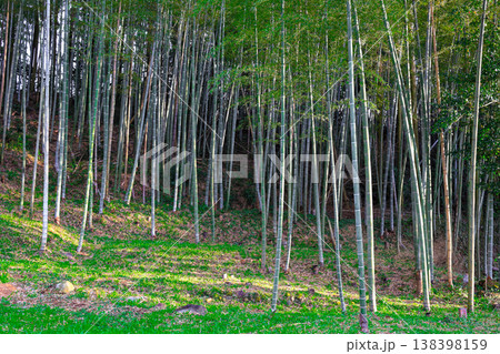 竹林 138398159