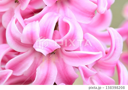 春に咲くヒヤシンスの花 138398208