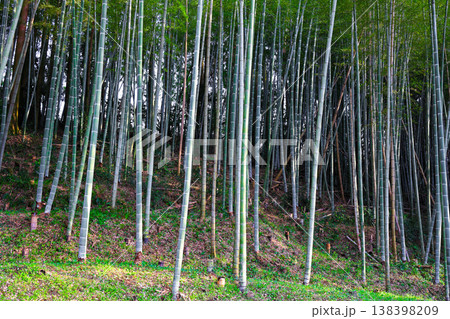 竹林 138398209