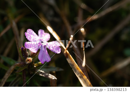 朝日を浴びてキラキラと輝く朝露をまとった芝桜の一輪 朝日を浴びてキラキラと輝く朝露をまとった芝桜の一輪 138398213
