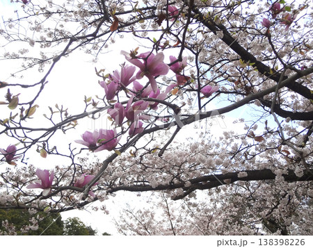 紫木蓮と桜 シモクレン 紫木蓮と桜 シモクレン 138398226