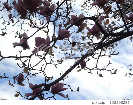 紫木蓮と桜　シモクレン 138398227