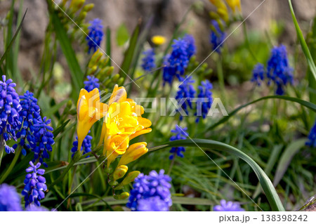 フリージアとムスカリの春景 138398242