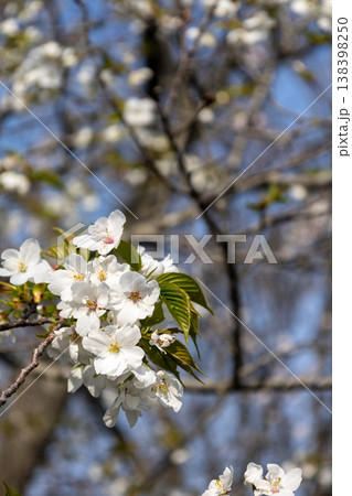白い桜　 138398250