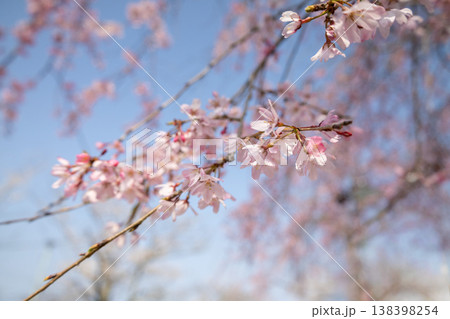 青空に映える枝垂れ桜 138398254