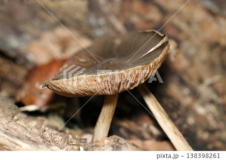 横から見たこげ茶色のウラベニガサキノコ(自然環境下菌・キノコ類マクロ撮影) 横から見たこげ茶色のウラベニガサキノコ(自然環境下菌・キノコ類マクロ撮影) 138398261