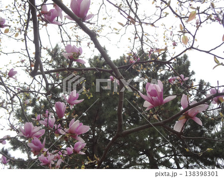紫木蓮　モクレン 138398301