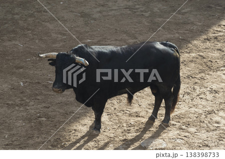 image of a brave bull in the arena of the ring 138398733