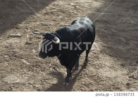 image of a brave bull in the arena of the ring image of a brave bull in the arena of the ring 138398735