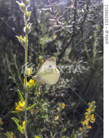 small butterfly perched on a plant native to the Mediterranean area 138398811